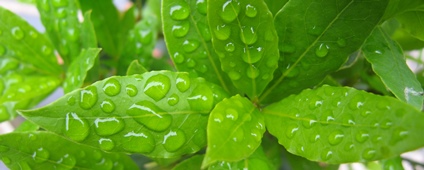 Swollen droplets of water cling to the waxy surface of a plant's bright green leaves