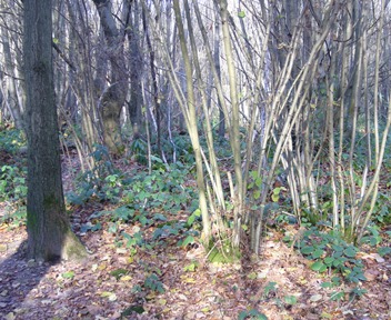 Managed woodland with coppiced trees