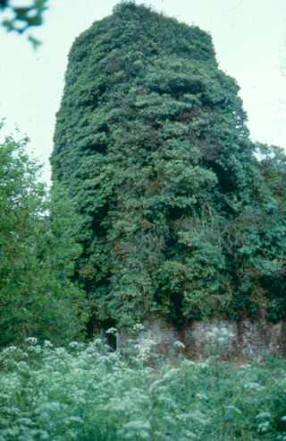 Ivy almost completely obscuring a church tower