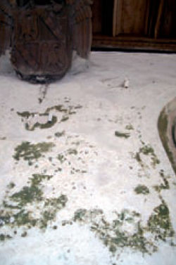 Green microbial biofilm on an interior church wall