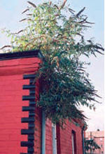 Guttering blocked by plant growth