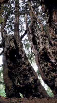 Fragmented outer sections of yew trunk with hollow core