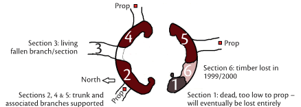 Plan diagram showing location of living and dead trunk sections, major branches and three supporting props