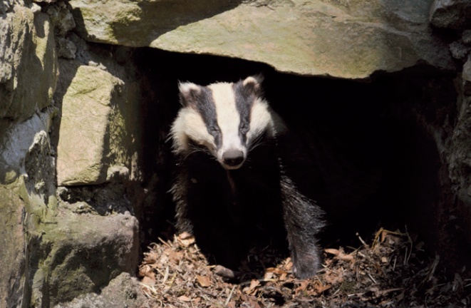 Badger emerging into sunlight