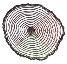 Diagram showing section of log and orientation of planks to grain in quarter-sawn timber