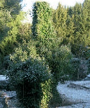 Headstones and monument completely covered by plant growth