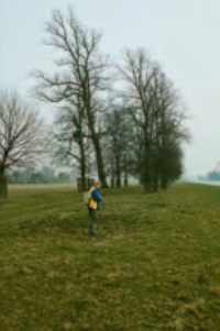Historic parkland at Hampton Court