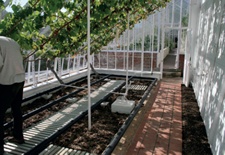 Vinery interior