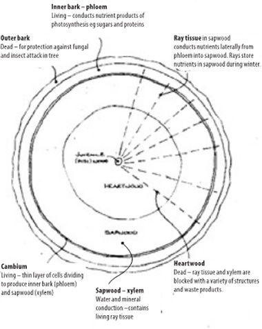 Diagram showing internal structure of tree trunk