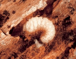 Deathwatch beetle larva