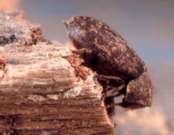 Adult deathwatch beetle