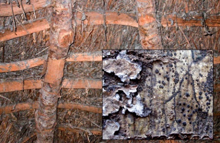 Bark-covered pole rafters and inset close-up of lichens