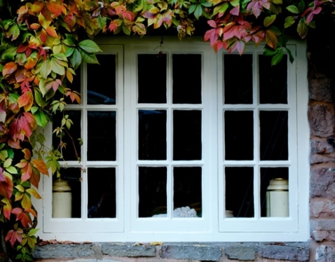 Three-light timber casement window shaded by climbing plant foliage