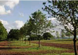 Transplanted oaks along the restored South Avenue