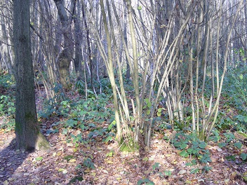 Managed woodland with coppiced trees