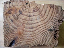 Post base with wide growth rings near centre and much more closely spaced rings at bottom and right-hand edges
