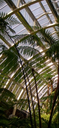 Sprouting tree ferns silhouetted against the new glazed roof and lantern