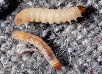 Carpet Beetles and Clothes Moths: What they are, what they eat and how ...