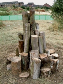 Newt hibernaculum constructed from up-ended logs of varying lengths