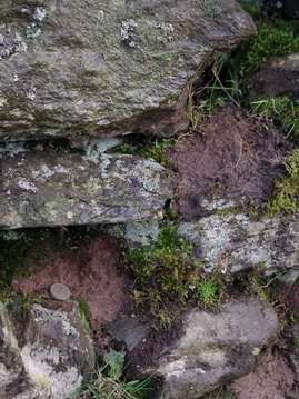 Earth mortar applied to ruined stone wall