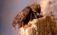 Adult deathwatch beetle