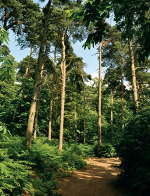 A footpath leads through a forest of ferns and tall pines