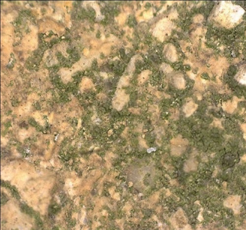 Micrograph of algae on a partially cleaned surface