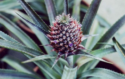 Close up of Jamaica Queen pineapple
