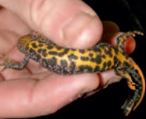 The distinctive orange and black belly markings which are unique to each adult newt