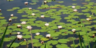 Flowering water-lilies