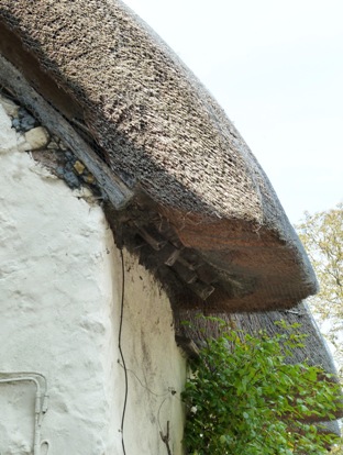 Deep thatch creating broad overhang to protect rendered wall below