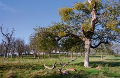 Traditionally grazed orchard with dead wood in foreground