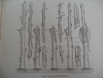 B/w illustration from Wright's The Fruit Grower's Guide titled 'Tongue or whip grafting'