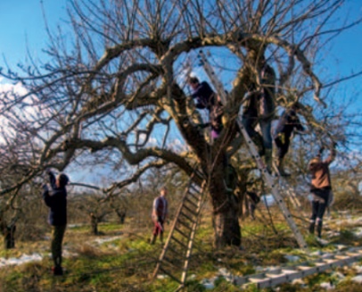 Volunteers working in a traditional orchard