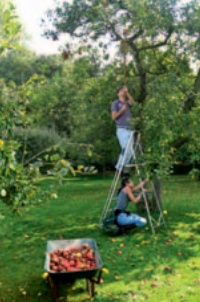 Volunteers picking apples